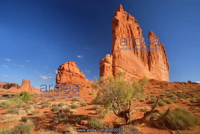  : 80187437 Courthouse Towers - sandstone butte called