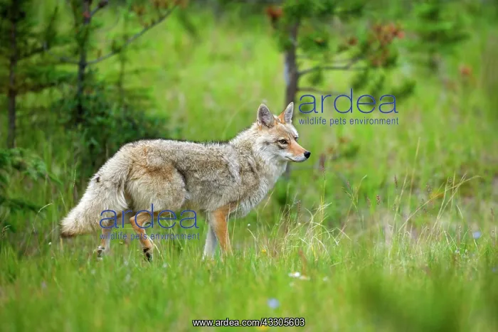 : 80187438 Coyote - adult coyote strolling through : 80187438 Coyote - adult coyote strolling through