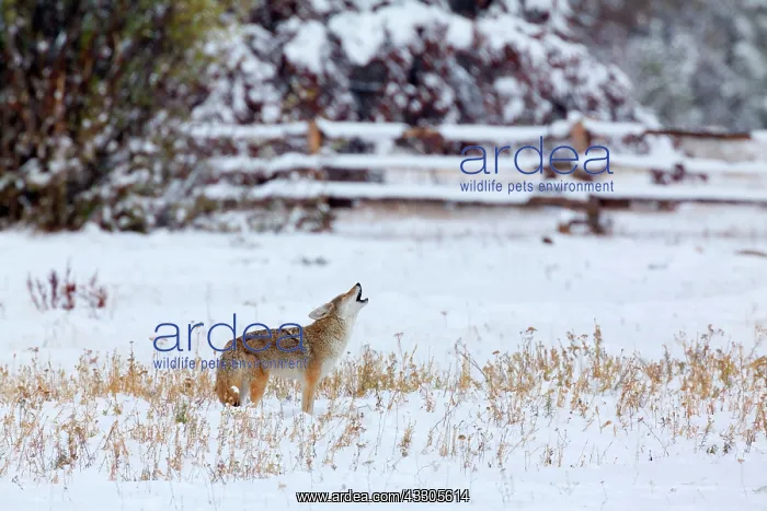  : 80187439 Coyote - deeply with snow covered landscape