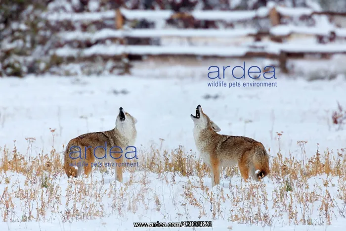 : 80187440 Coyote - deeply with snow covered landscape : 80187440 Coyote - deeply with snow covered landscape