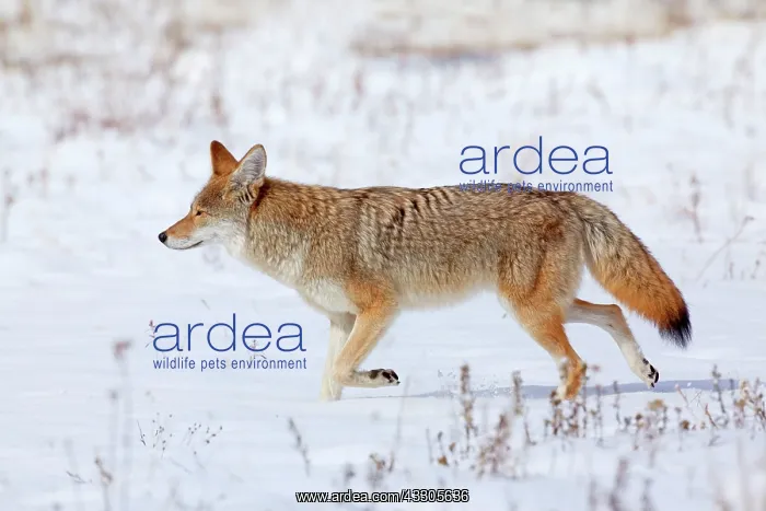  : 80187441 Coyote - adult coyote walking over snow-covered