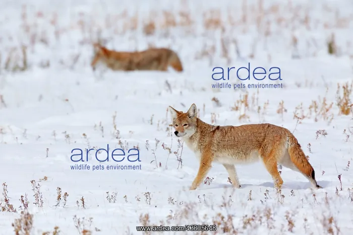: 80187442 Coyote - two adult coyote walking over : 80187442 Coyote - two adult coyote walking over