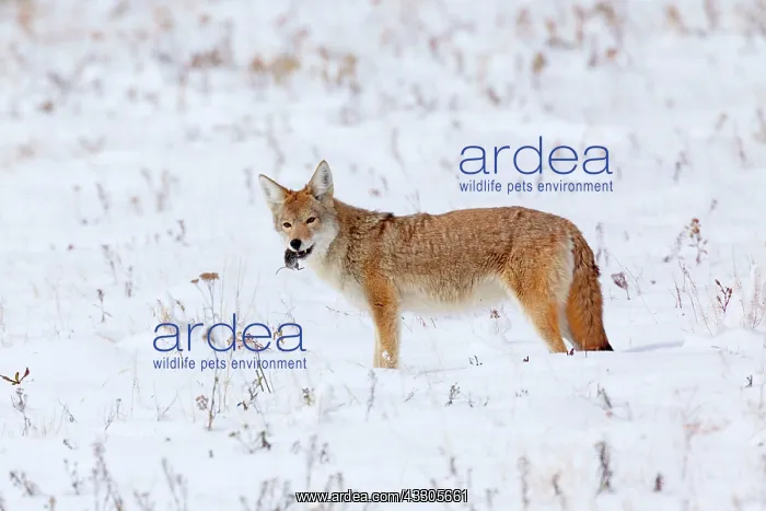 : 80187443 Coyote - adult coyote standing in snow-covered : 80187443 Coyote - adult coyote standing in snow-covered