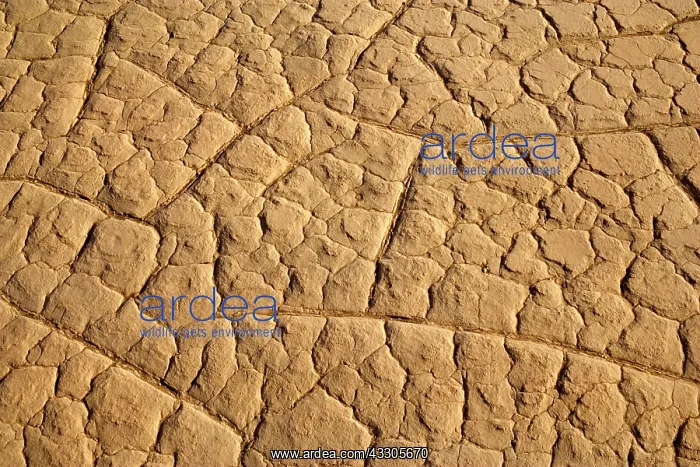 : 80187444 Cracked mud - pattern of cracked mud hidden : 80187444 Cracked mud - pattern of cracked mud hidden