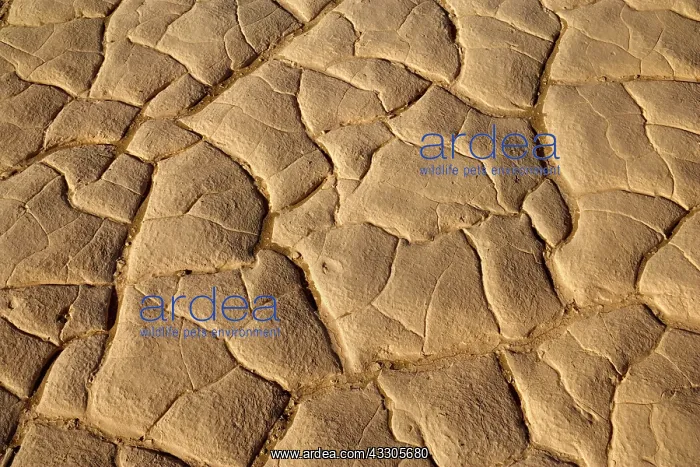 : 80187445 Cracked mud - pattern of cracked mud hidden : 80187445 Cracked mud - pattern of cracked mud hidden