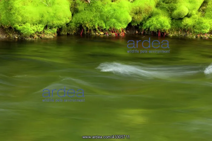 : 80187448 creek - with moss covered banks of a little : 80187448 creek - with moss covered banks of a little