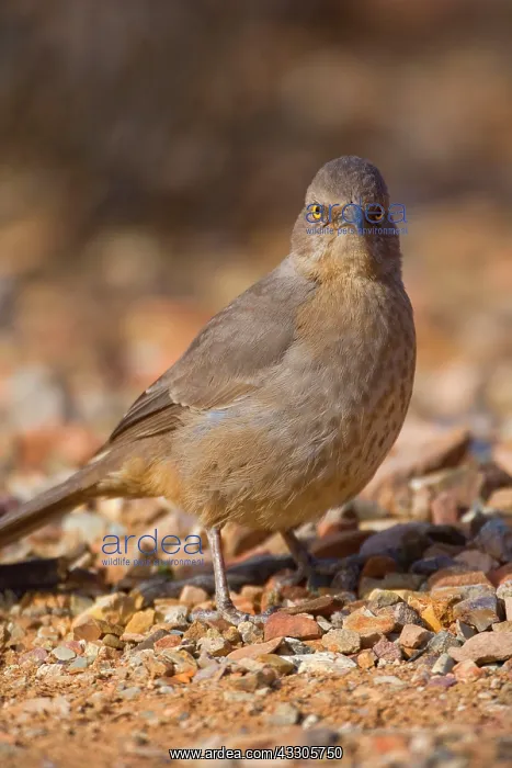 : 80187452 Curve-billed thrasher - adult thrasher : 80187452 Curve-billed thrasher - adult thrasher