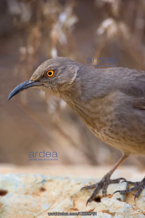 : 80187453 Curve-billed thrasher - portrait of an : 80187453 Curve-billed thrasher - portrait of an