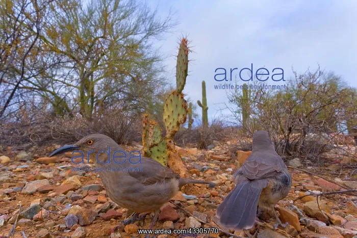 : 80187454 Curve-billed thrasher - two adult thrashers : 80187454 Curve-billed thrasher - two adult thrashers