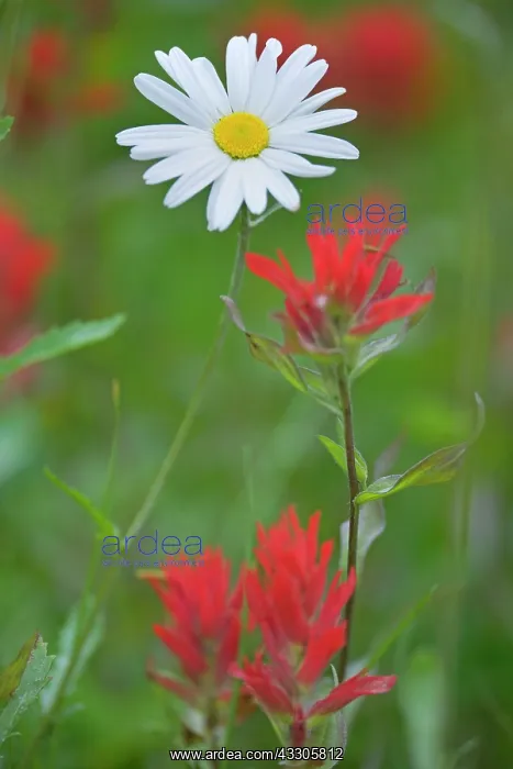 : 80187460 Oxeye daisy and paintbrush - flowering : 80187460 Oxeye daisy and paintbrush - flowering