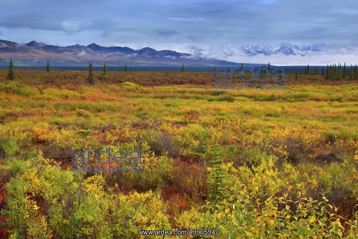 : 80187475 Denali Highway - colourful autum tundra : 80187475 Denali Highway - colourful autum tundra