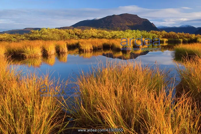 : 80187476 Denali Highway - colourful tundra autumn : 80187476 Denali Highway - colourful tundra autumn