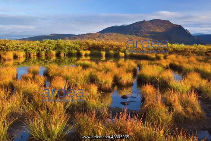 : 80187477 Denali Highway - colourful tundra autumn : 80187477 Denali Highway - colourful tundra autumn