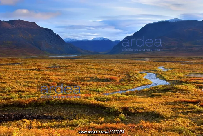 : 80187478 Denali Highway - colourful tundra autumn : 80187478 Denali Highway - colourful tundra autumn
