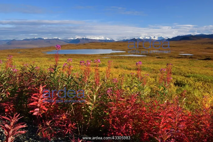 : 80187479 Denali Highway - last fireweed and colourful : 80187479 Denali Highway - last fireweed and colourful