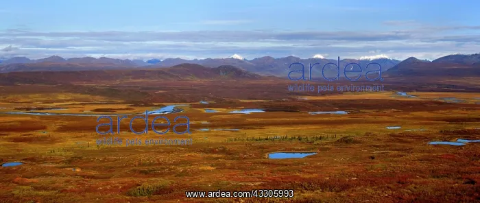 : 80187480 Denali Highway - colourful tundra autumn : 80187480 Denali Highway - colourful tundra autumn