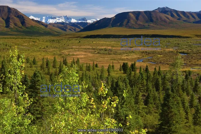 : 80187481 Denali National Park - first fall colours : 80187481 Denali National Park - first fall colours