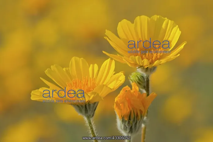 : 80187486 desert sunflower - brightly yellow blooming : 80187486 desert sunflower - brightly yellow blooming
