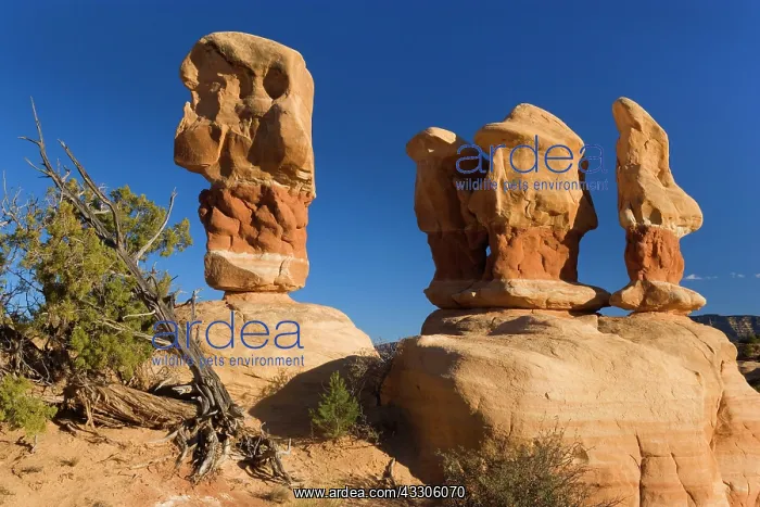: 80187488 Devil's Garden - petrified sand dunes : 80187488 Devil's Garden - petrified sand dunes