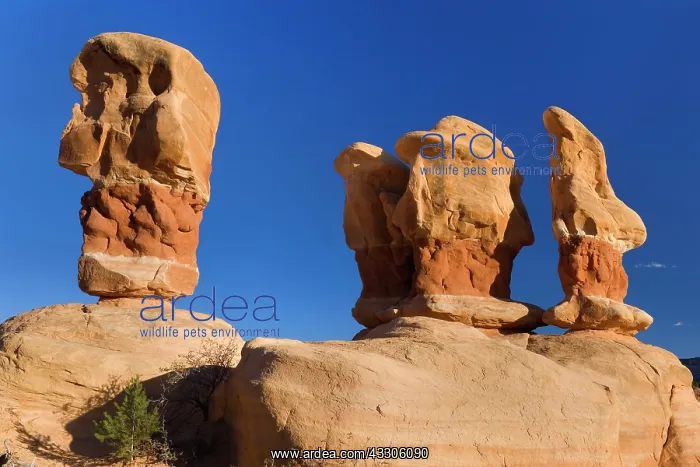 : 80187490 Devil's Garden - petrified sand dunes : 80187490 Devil's Garden - petrified sand dunes