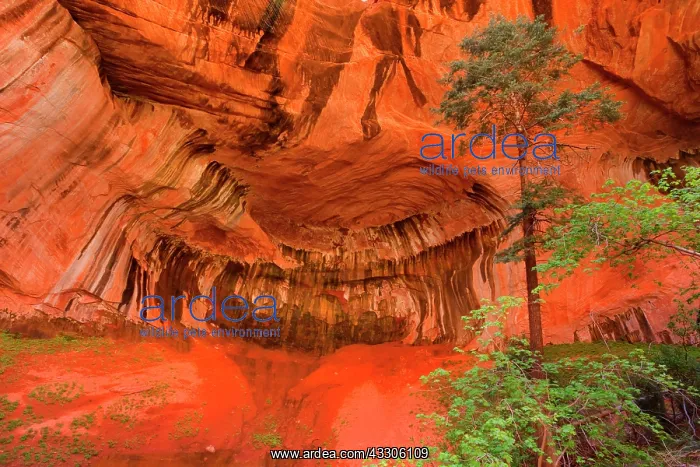 : 80187492 Double Arch Alcove - reflecting light in : 80187492 Double Arch Alcove - reflecting light in