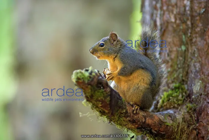 : 80187493 Douglas Squirrel - squirrel sitting on : 80187493 Douglas Squirrel - squirrel sitting on