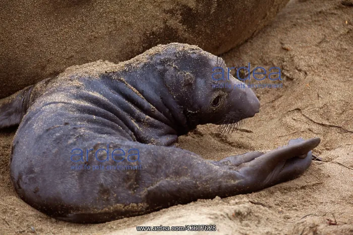 : 80187520 Northern Elephant Seal - newly born pub : 80187520 Northern Elephant Seal - newly born pub