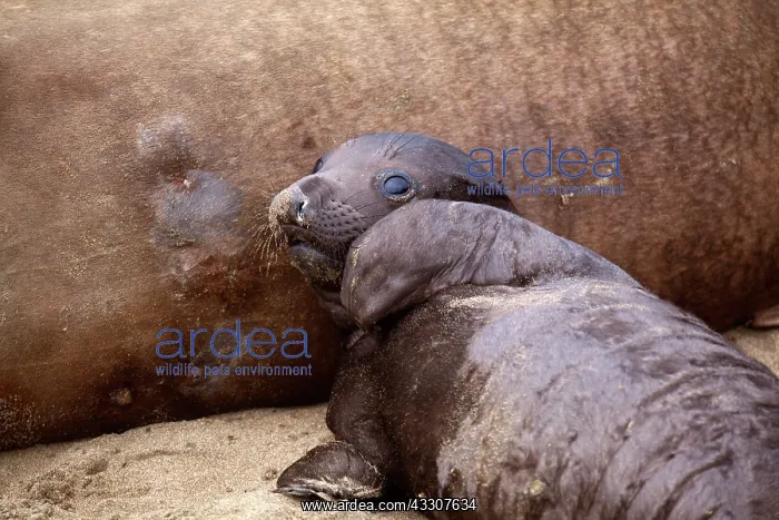 : 80187521 Northern Elephant Seal - newly born pub : 80187521 Northern Elephant Seal - newly born pub