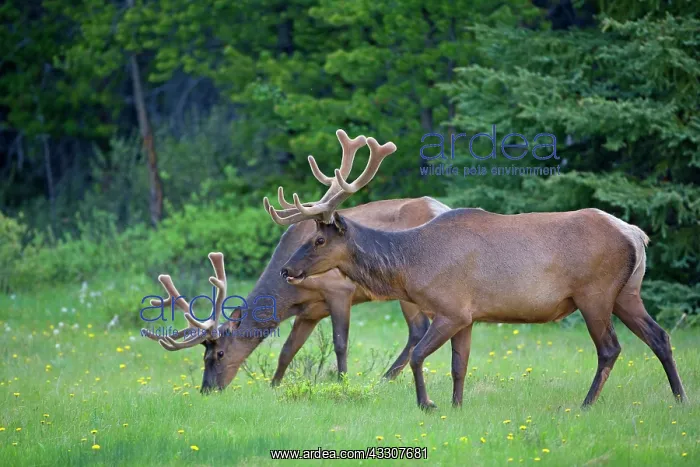 : 80187532 Elk - two male wapitis graze on clearing : 80187532 Elk - two male wapitis graze on clearing