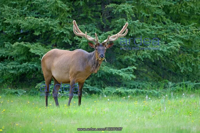 : 80187533 Elk - male wapiti grazes on clearing in : 80187533 Elk - male wapiti grazes on clearing in