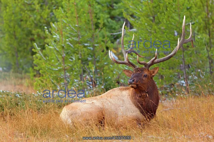 : 80187534 Elk - impressive male wapiti laying in : 80187534 Elk - impressive male wapiti laying in