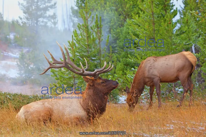 : 80187535 Elk - female grazing and impressive male : 80187535 Elk - female grazing and impressive male