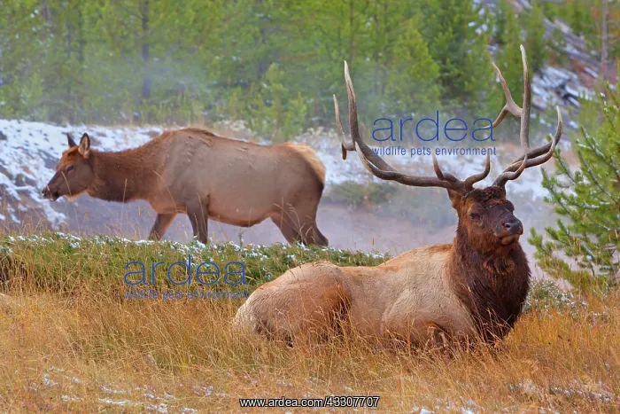 : 80187536 Elk - female grazing and impressive male : 80187536 Elk - female grazing and impressive male