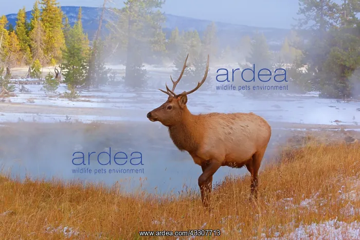 : 80187537 Elk - younger male wapiti standing between : 80187537 Elk - younger male wapiti standing between