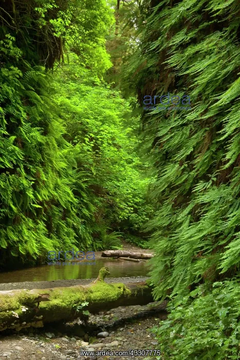 : 80187548 Fern canyon - creek in narrow canyon with : 80187548 Fern canyon - creek in narrow canyon with
