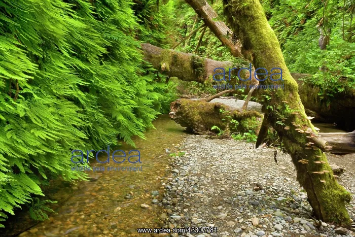: 80187549 Fern canyon - creek in narrow canyon with : 80187549 Fern canyon - creek in narrow canyon with