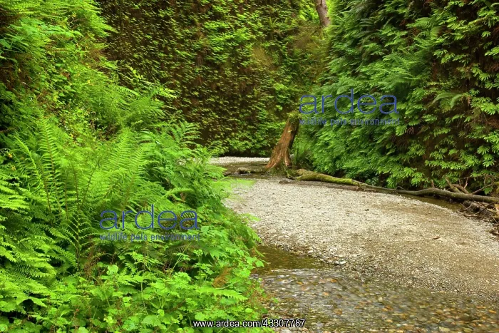  : 80187550 Fern canyon - creek in narrow canyon with