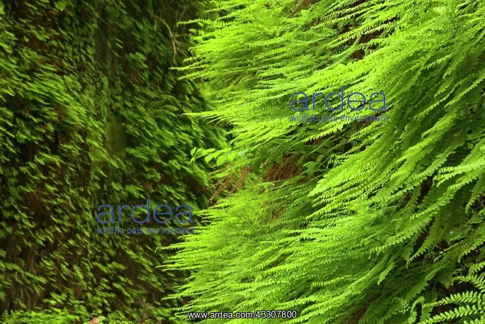 : 80187552 Fern canyon - narrow canyon with moss and : 80187552 Fern canyon - narrow canyon with moss and