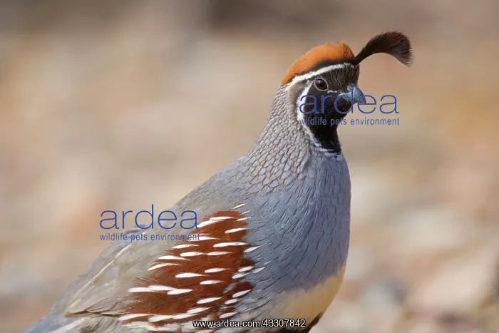 : 80187559 Gambel's quail - portrait of a male adult : 80187559 Gambel's quail - portrait of a male adult