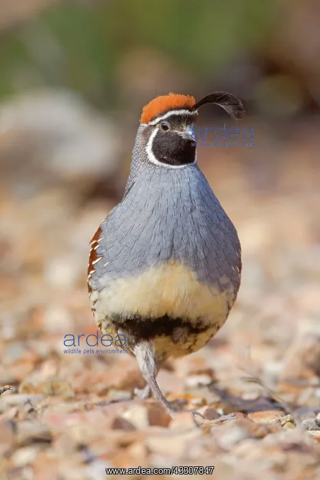 : 80187560 Gambel's quail - male adult bird in the : 80187560 Gambel's quail - male adult bird in the