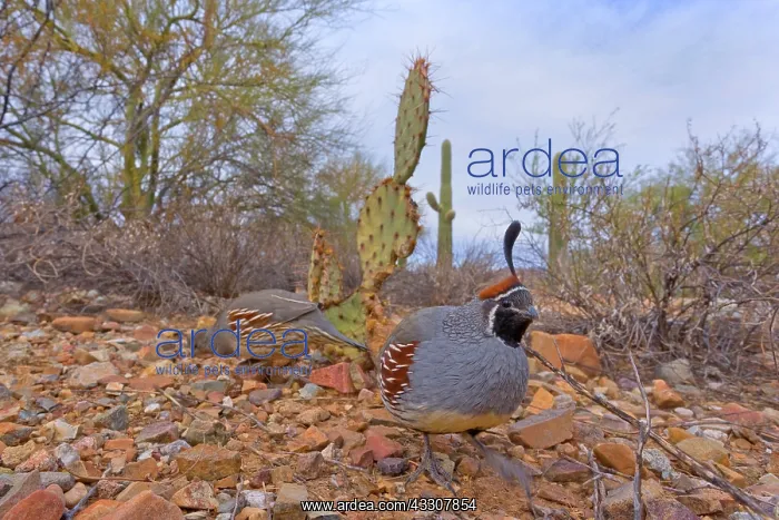  : 80187561 Gambel's quail - male and female adult
