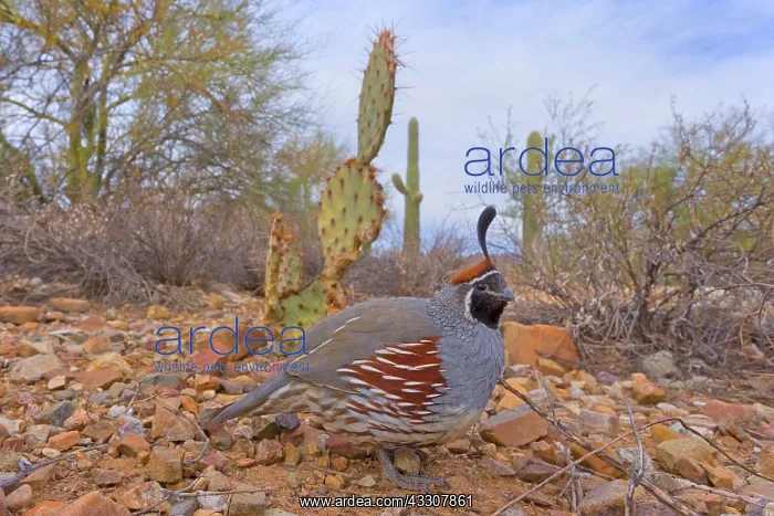: 80187562 Gambel's quail - male adult bird foraging : 80187562 Gambel's quail - male adult bird foraging