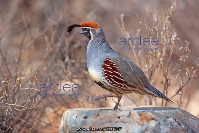 : 80187563 Gambel's quail - male adult bird on a rock : 80187563 Gambel's quail - male adult bird on a rock