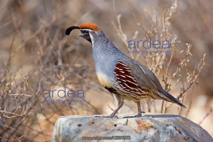 : 80187564 Gambel's quail - male adult bird on a rock : 80187564 Gambel's quail - male adult bird on a rock