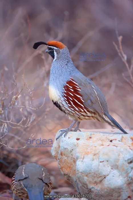 : 80187565 Gambel's quail - male adult bird on a rock : 80187565 Gambel's quail - male adult bird on a rock