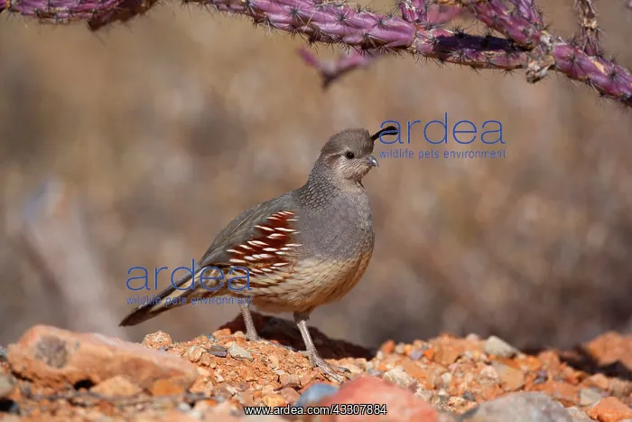 : 80187566 Gambel's quail - female adult bird in the : 80187566 Gambel's quail - female adult bird in the