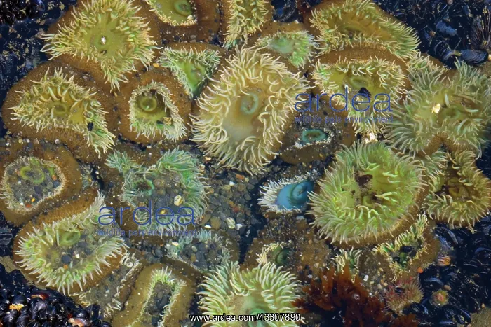 : 80187567 Giant Green Anemone - giant green anemones : 80187567 Giant Green Anemone - giant green anemones