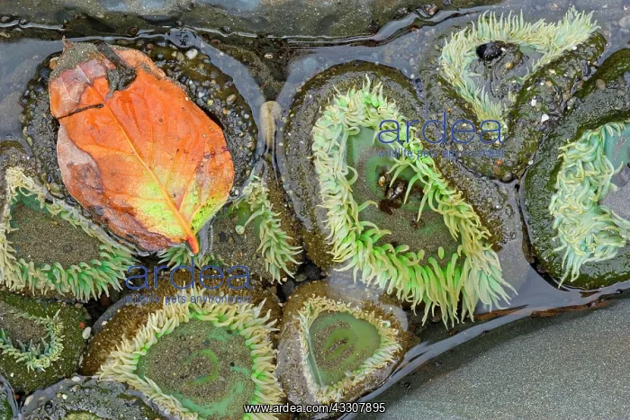 : 80187568 Giant Green Anemone - giant green anemones : 80187568 Giant Green Anemone - giant green anemones