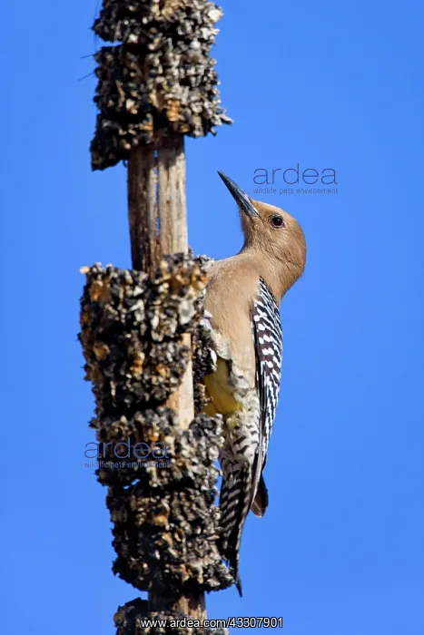 : 80187569 Gila woodpecker - female adult woodpecker : 80187569 Gila woodpecker - female adult woodpecker