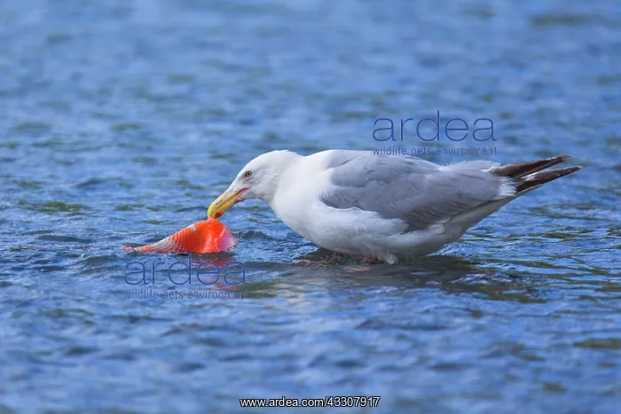 : 80187571 Glaucous-winged gull - adult gull standing : 80187571 Glaucous-winged gull - adult gull standing